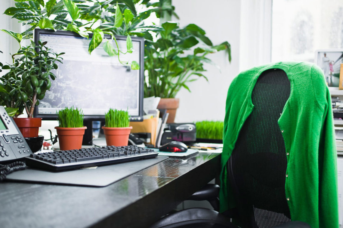 Piante da ufficio per migliorare l'ambiente di lavoro - Work-Wife